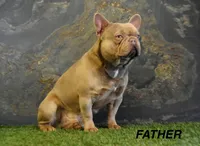 Benji, a male French Bulldog for sale in Shipshewana, IN – Photo 5 of 8