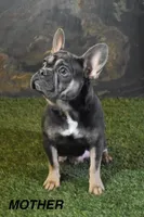 Benji, a male French Bulldog for sale in Shipshewana, IN – Photo 7 of 8