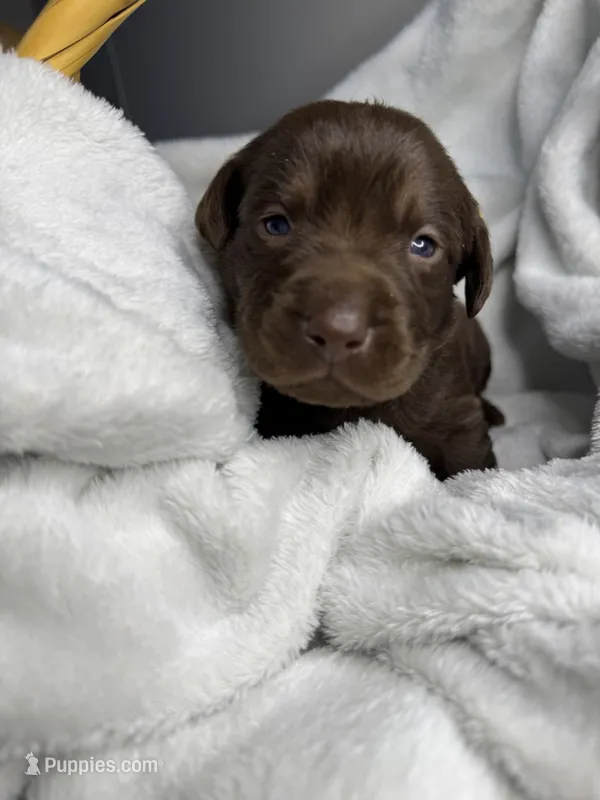 Punchy – Labrador Retriever puppy for sale in Danielsville, GA