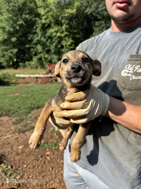 Pearl – German Shepherd Dog puppy for sale in Danielsville, GA