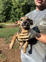 Pearl, a female German Shepherd Dog for sale in Danielsville, GA – 1 of 1