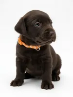 Glock, a male Labrador Retriever for sale in Danielsville, GA – 2 of 3