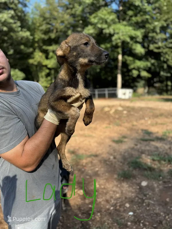 Lady – German Shepherd Dog puppy for sale in Danielsville, GA