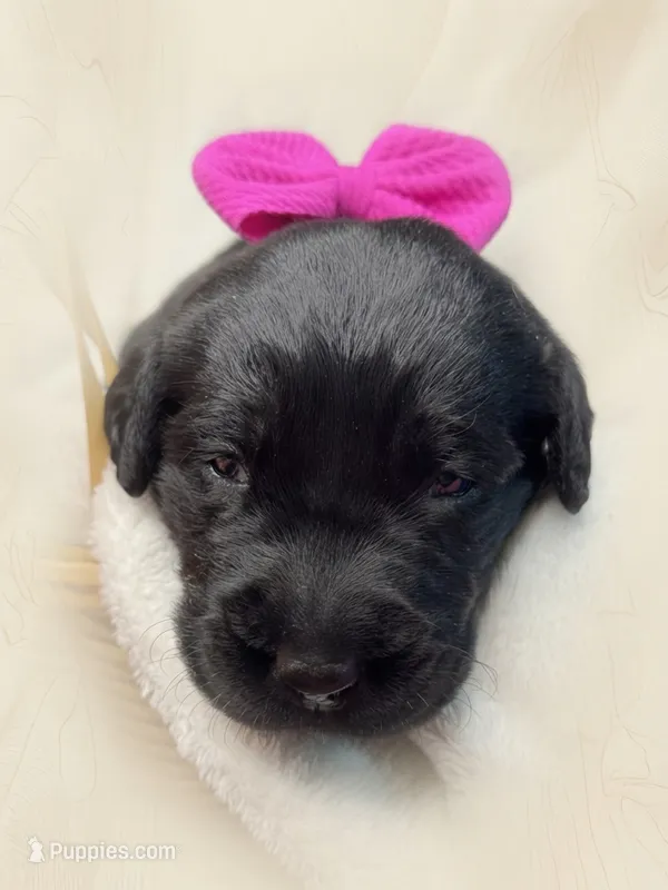 Fringe – Labrador Retriever puppy for sale in Danielsville, GA