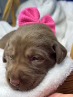 Pearl, a female Labrador Retriever for sale in Danielsville, GA – 3 of 6