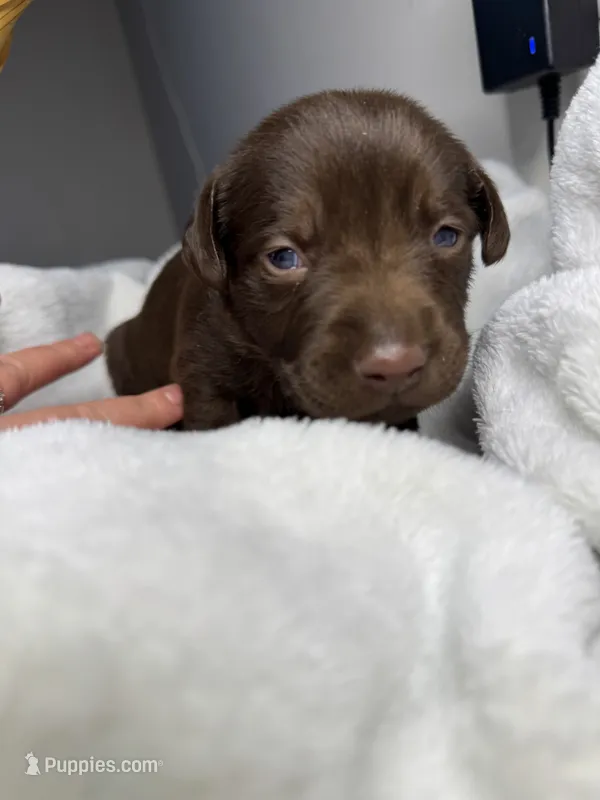 Rodeo – Labrador Retriever puppy for sale in Danielsville, GA