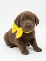Sapphire, a female Labrador Retriever for sale in Danielsville, GA – 2 of 2