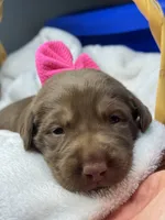 Pearl, a female Labrador Retriever for sale in Danielsville, GA – 2 of 6
