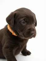 Glock, a male Labrador Retriever for sale in Danielsville, GA – 1 of 3