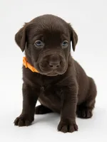 Glock, a male Labrador Retriever for sale in Danielsville, GA – 3 of 3