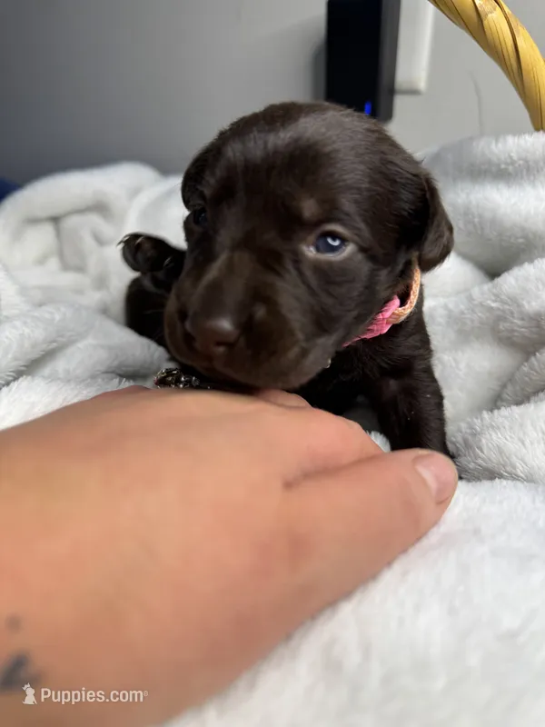 Alani – Labrador Retriever puppy for sale in Danielsville, GA