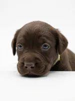 Carhartt, a male Labrador Retriever for sale in Danielsville, GA – 1 of 2