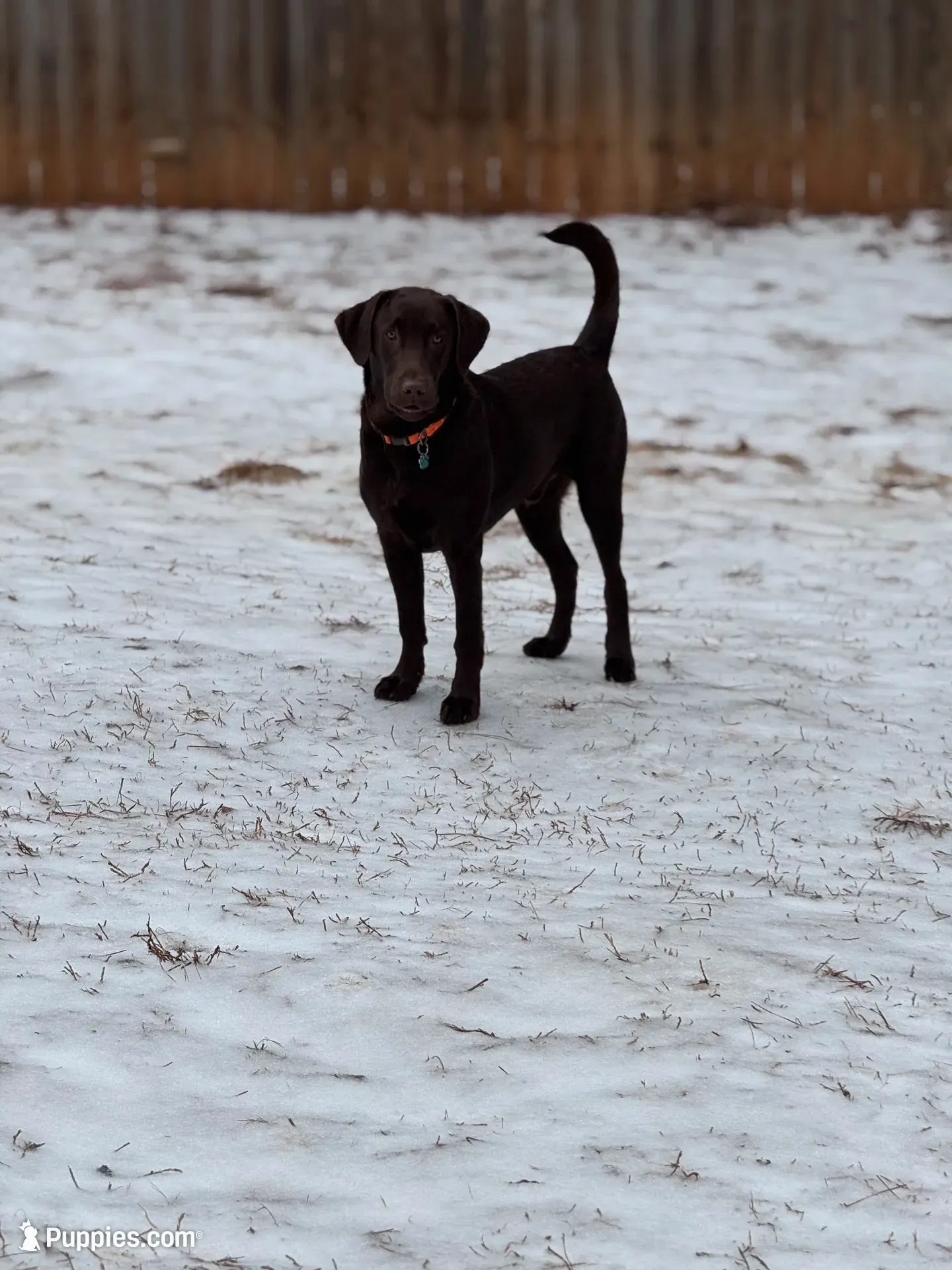 Fringe, a female Labrador Retriever for sale in Danielsville, GA – 5 of 6