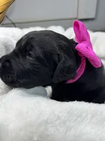 Fringe, a female Labrador Retriever for sale in Danielsville, GA – 2 of 6