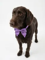 Violet Rae, a female Labradoodle for sale in Danielsville, GA – 1 of 1