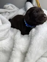 Pistol, a male Labrador Retriever for sale in Danielsville, GA – 6 of 8