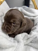 Punchy, a female Labrador Retriever for sale in Danielsville, GA – 3 of 5