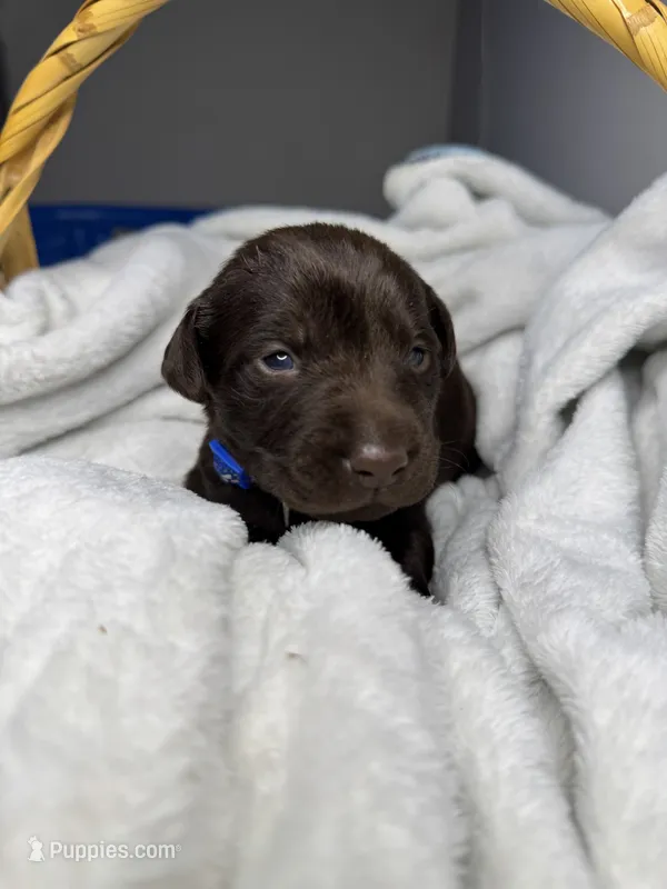 Pistol – Labrador Retriever puppy for sale in Danielsville, GA