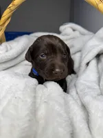 Pistol, a male Labrador Retriever for sale in Danielsville, GA – 1 of 8