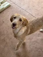 Daisy, a female Labradoodle for sale in Danielsville, GA – 2 of 3