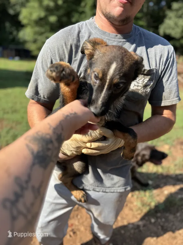 Skye – German Shepherd Dog puppy for sale in Danielsville, GA