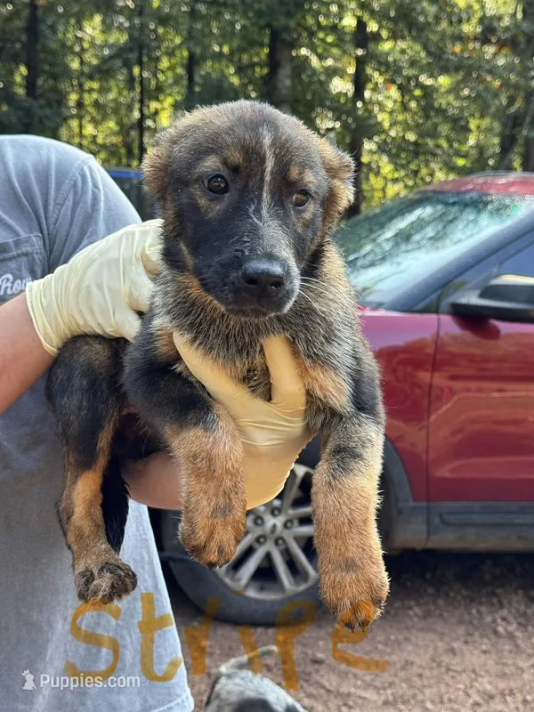 Nala – German Shepherd Dog puppy for sale in Danielsville, GA