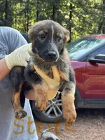 Nala, a female German Shepherd Dog for sale in Danielsville, GA – 1 of 1