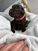 Wrangler, a male Labrador Retriever for sale in Danielsville, GA – 2 of 6
