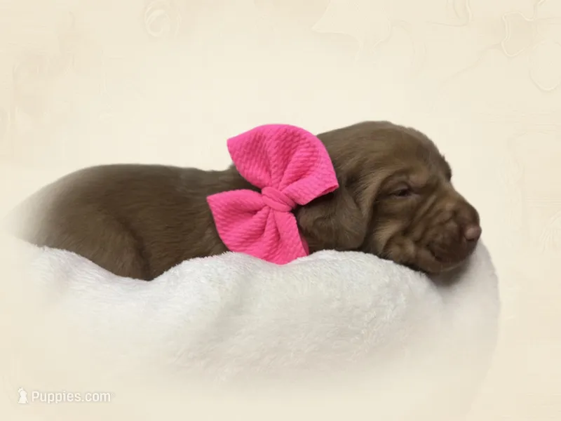 Pearl – Labrador Retriever puppy for sale in Danielsville, GA