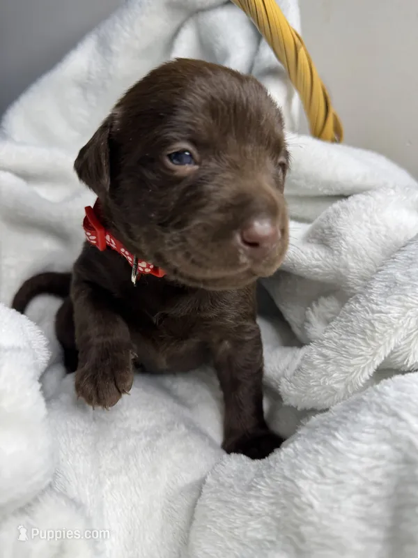 Wrangler – Labrador Retriever puppy for sale in Danielsville, GA