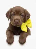Sapphire, a female Labrador Retriever for sale in Danielsville, GA – 1 of 2