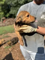 Mocha, a male German Shepherd Dog for sale in Danielsville, GA – 3 of 3