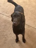 Violet Rae, a female Labradoodle for sale in Danielsville, GA – 2 of 3
