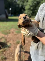 Mocha, a male German Shepherd Dog for sale in Danielsville, GA – 2 of 3