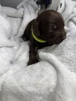 Carhartt, a female Labrador Retriever for sale in Danielsville, GA – 2 of 4