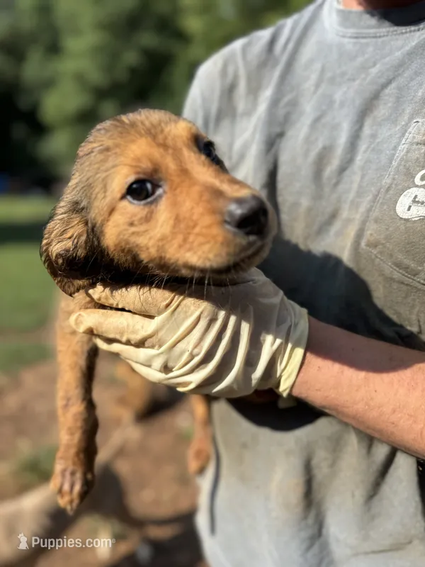 Mocha – German Shepherd Dog puppy for sale in Danielsville, GA