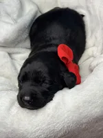 Saddle, a female Labrador Retriever for sale in Danielsville, GA – 4 of 6