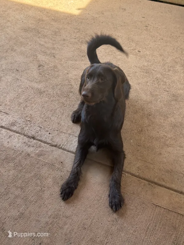 Violet Rae – Labradoodle puppy for sale in Danielsville, GA