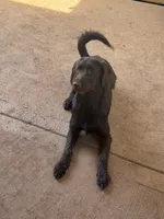 Violet Rae, a female Labradoodle for sale in Danielsville, GA – 1 of 3