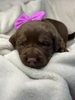 Suede, a female Labrador Retriever for sale in Danielsville, GA – 4 of 6
