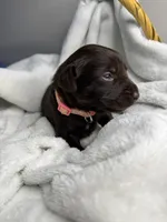 Alani, a female Labrador Retriever for sale in Danielsville, GA – 2 of 4