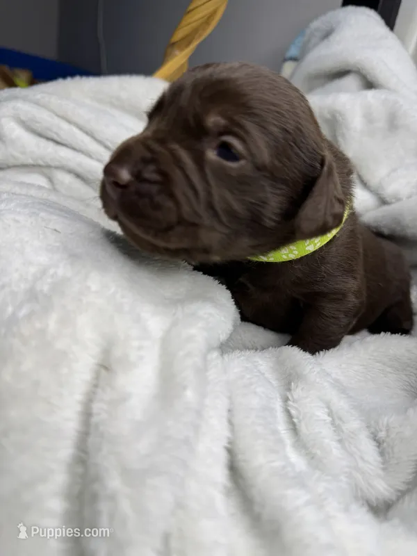 Carhartt – Labrador Retriever puppy for sale in Danielsville, GA