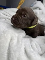 Carhartt, a female Labrador Retriever for sale in Danielsville, GA – 1 of 4