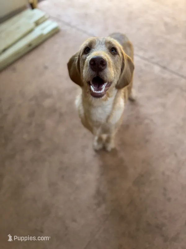 Daisy – Labradoodle puppy for sale in Danielsville, GA