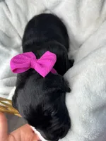 Fringe, a female Labrador Retriever for sale in Danielsville, GA – 4 of 6