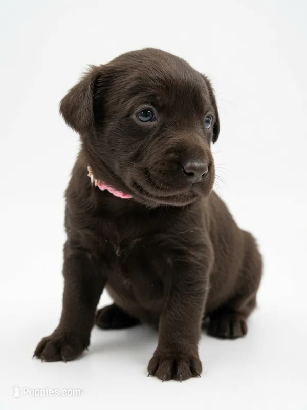 Alani – Labrador Retriever puppy for sale in Danielsville, GA