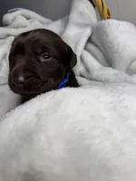Pistol, a male Labrador Retriever for sale in Danielsville, GA – 4 of 8