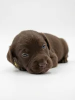 Carhartt, a male Labrador Retriever for sale in Danielsville, GA – 2 of 2