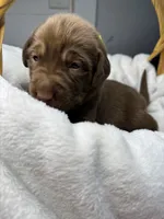 Sapphire, a female Labrador Retriever for sale in Danielsville, GA – 4 of 6