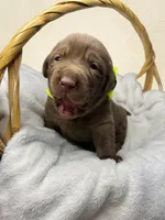 Sapphire, a female Labrador Retriever for sale in Danielsville, GA – 3 of 6